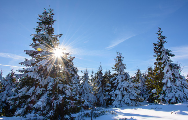 Обои картинки фото природа, зима, снег