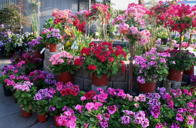 Обои картинки фото цветы, разные вместе, розовый, цвет