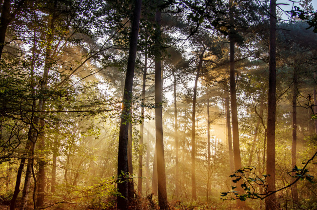 Обои картинки фото природа, лес, деревья