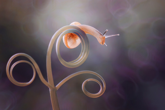 Обои картинки фото животные, улитки, боке, макро, улитка, растение