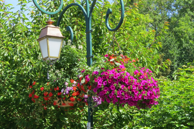 Обои картинки фото цветы, разные вместе, деревья, фонарь