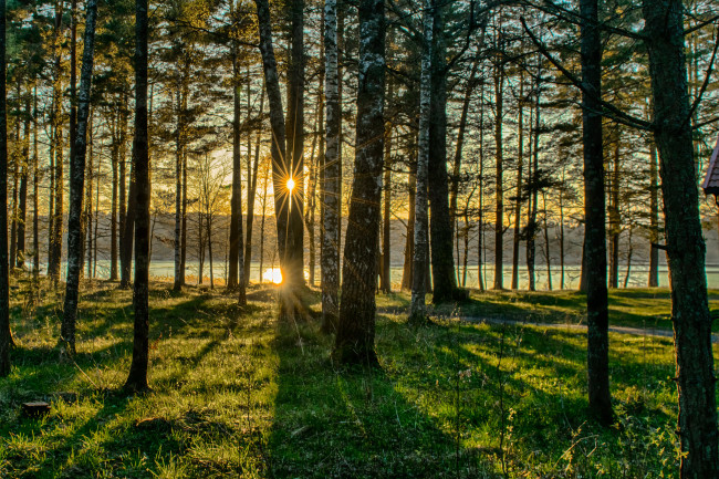 Обои картинки фото природа, лес, деревья