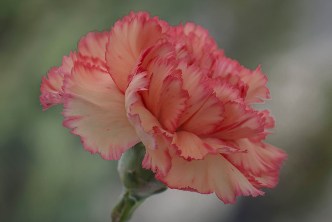 Обои картинки фото цветы, гвоздики, цветок