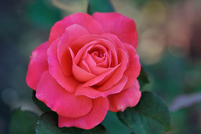 Обои картинки фото цветы, розы, бутон, роза, blossoms, лепестки, листья, цветение, rose, bud, petals, leaves