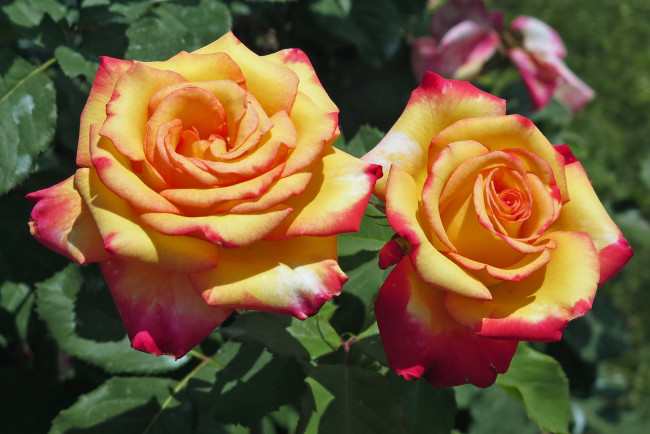 Обои картинки фото цветы, розы, листья, роза, бутон, лепестки, rose, цветение, bud, petals, leaves, blossoms