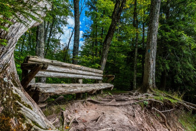 Обои картинки фото природа, лес, деревья