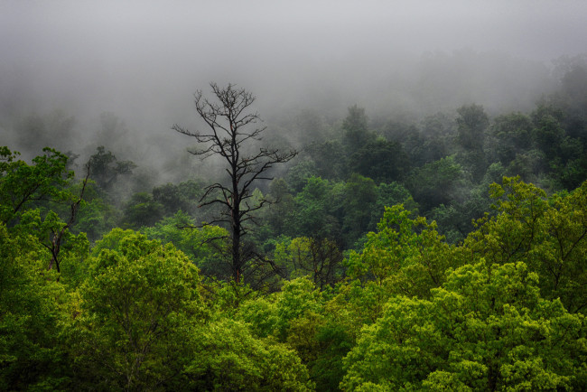 Обои картинки фото природа, лес, деревья