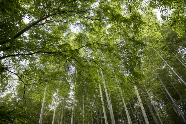 Обои картинки фото природа, лес, деревья