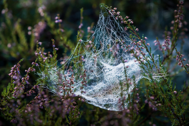 Обои картинки фото природа, макро, паутинка