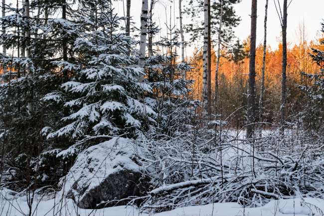 Обои картинки фото природа, зима, снег