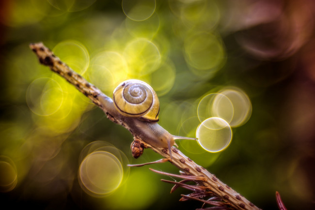 Обои картинки фото животные, улитки, макро, ветка, улитка, боке