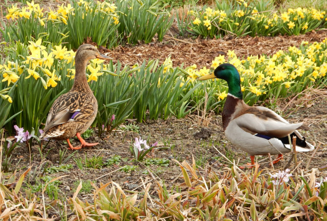 Обои картинки фото животные, утки, нарциссы, трава, двое