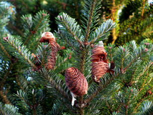 Картинка природа шишки +жёлуди +каштаны