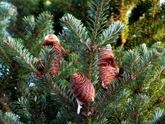 Обои картинки фото природа, шишки,  жёлуди,  каштаны