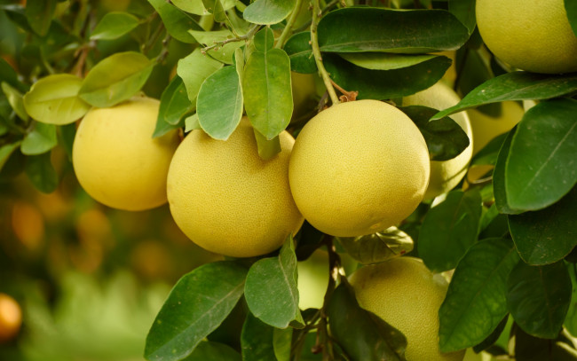 Обои картинки фото природа, плоды, помело