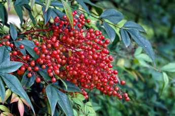 Картинка nandina+domestica природа ягоды nandina domestica