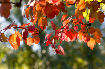 Картинка природа листья осень