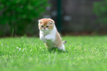 Картинка животные коты кот кошка