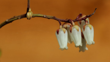 обоя цветы, цветущие овощи,  ягоды