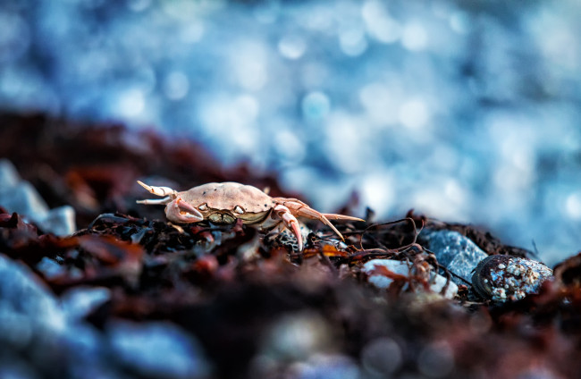 Обои картинки фото животные, крабы,  раки, краб
