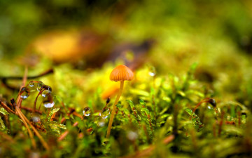 обоя природа, грибы, гриб, трава, папоротник, капли, листья