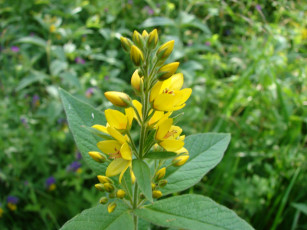 Картинка цветы