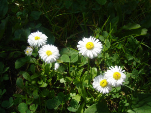 Картинка цветы маргаритки