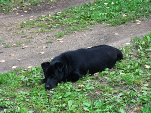 Картинка мой друг шарик животные собаки