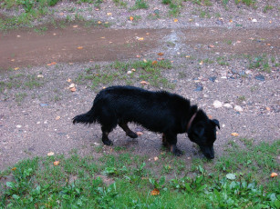 Картинка мой друг шарик животные собаки