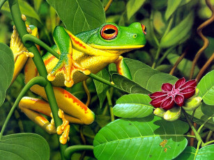 Картинка рисованные животные лягушки