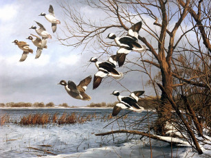 Картинка рисованные животные птицы утки