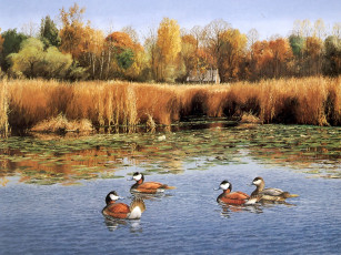 Картинка рисованные животные птицы утки