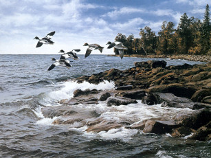 Картинка рисованные животные птицы утки