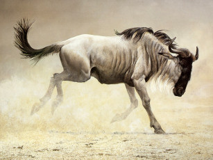 Картинка животные антилопы