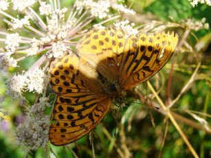 Картинка животные бабочки