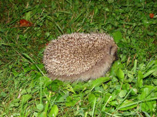 Картинка животные ежи