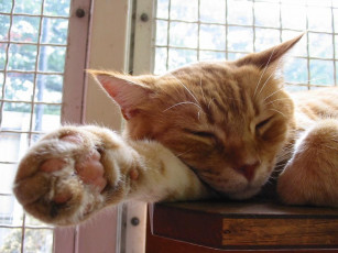 Картинка животные коты