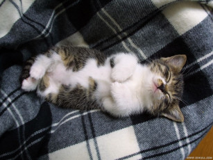 Картинка животные коты