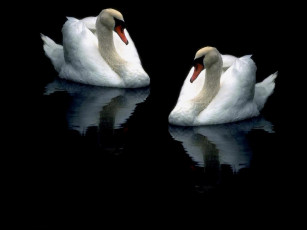 Картинка животные лебеди