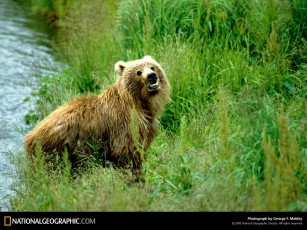Картинка животные медведи