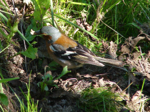 Картинка животные птицы