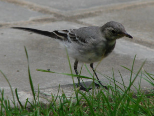 Картинка животные птицы