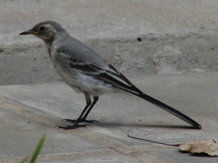 Картинка животные птицы