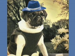 Картинка животные собаки