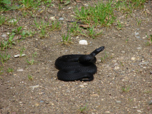 Картинка животные змеи питоны кобры