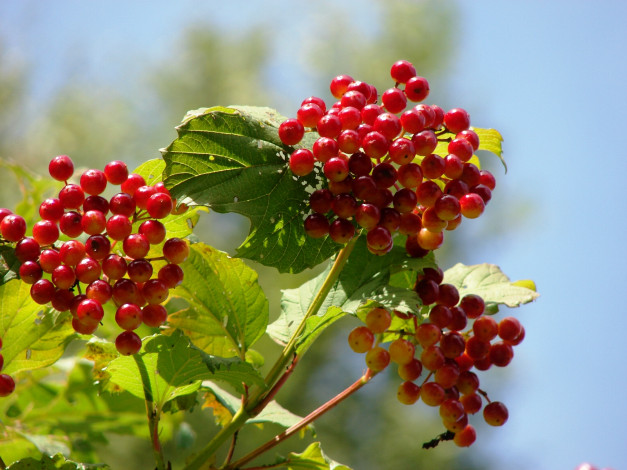 Обои картинки фото 