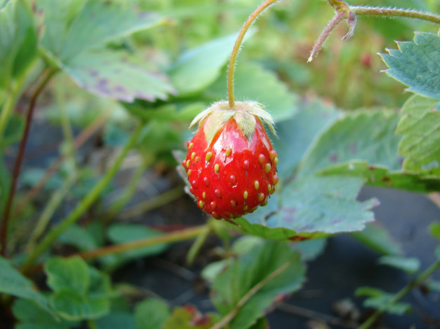 Обои картинки фото 