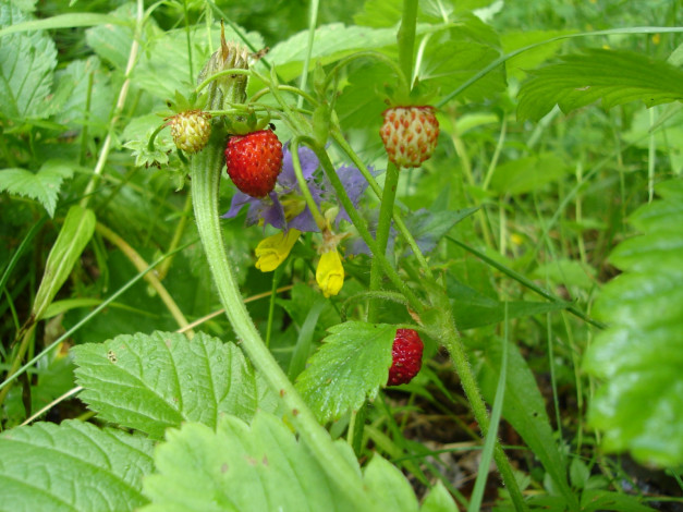 Обои картинки фото 