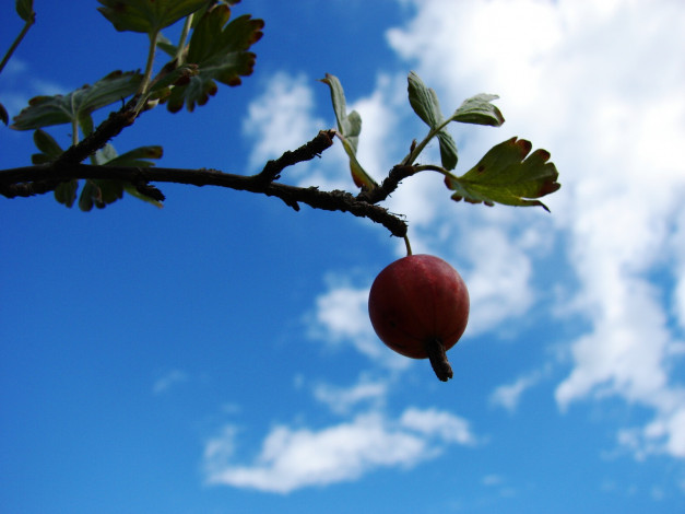 Обои картинки фото 