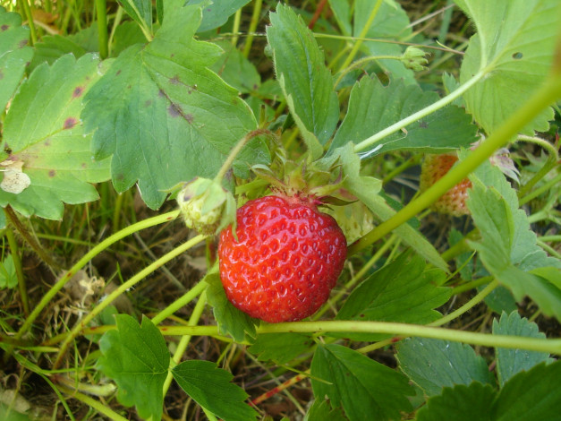 Обои картинки фото 